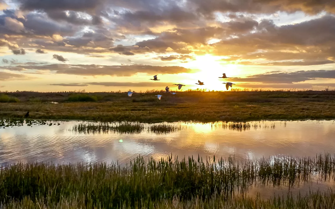 SIERRA-WETLANDS-WB.png